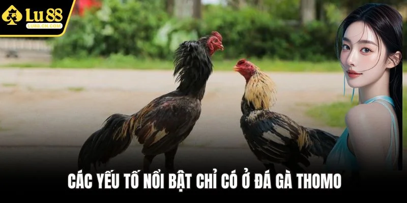 Các yếu tố nổi bật chỉ có ở đá gà Thomo Các yếu tố nổi bật chỉ có ở đá gà Thomo