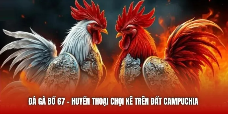 Đá Gà Bồ 67 | Huyền Thoại Chọi Kê Trên Đất Campuchia