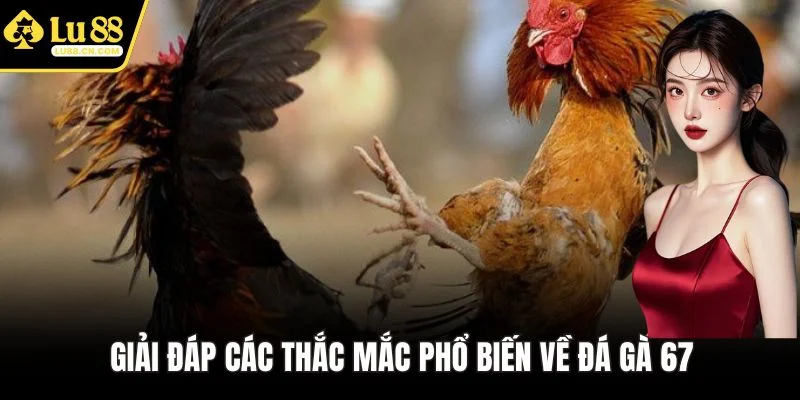 Giải đáp các thắc mắc phổ biến về đá gà 67 Giải đáp các thắc mắc phổ biến về đá gà 67