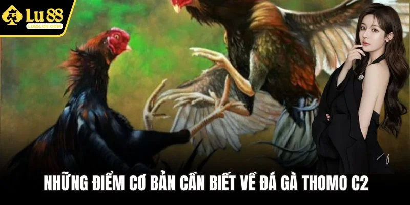 Những điểm cơ bản cần biết về đá gà Thomo C2 Những điểm cơ bản cần biết về đá gà Thomo C2