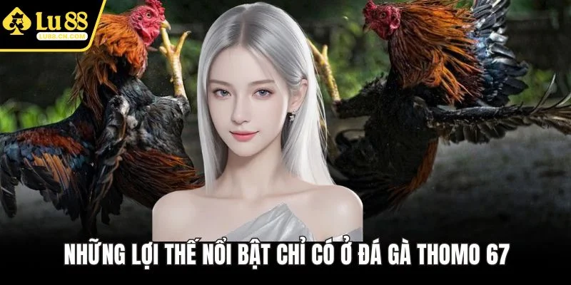 Những lợi thế nổi bật chỉ có ở đá gà Thomo 67 Những lợi thế nổi bật chỉ có ở đá gà Thomo 67
