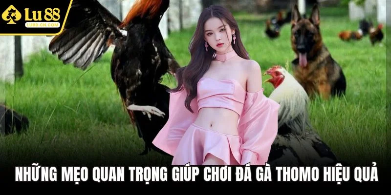 Những mẹo quan trọng giúp chơi đá gà Thomo hiệu quả Những mẹo quan trọng giúp chơi đá gà Thomo hiệu quả