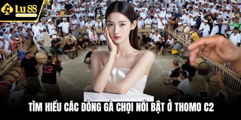 Tìm hiểu các dòng gà chọi nổi bật ở Thomo C2 Tìm hiểu các dòng gà chọi nổi bật ở Thomo C2